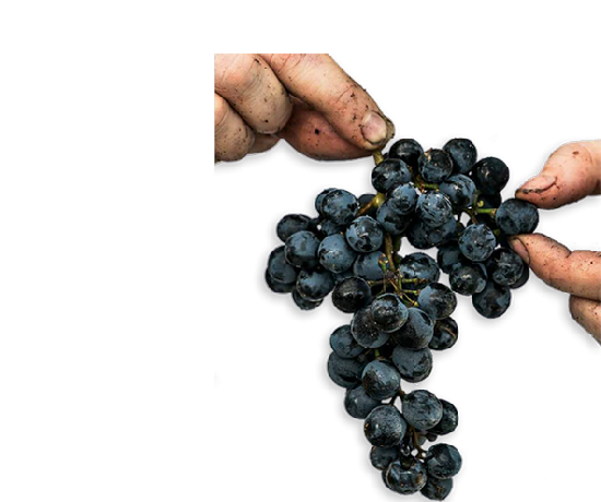 rhone grapes wineontherocks